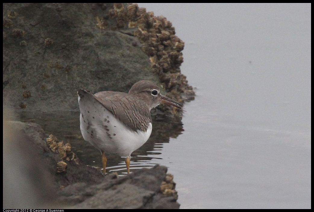 1030-075341-01.jpg - Spotted Sandpiper