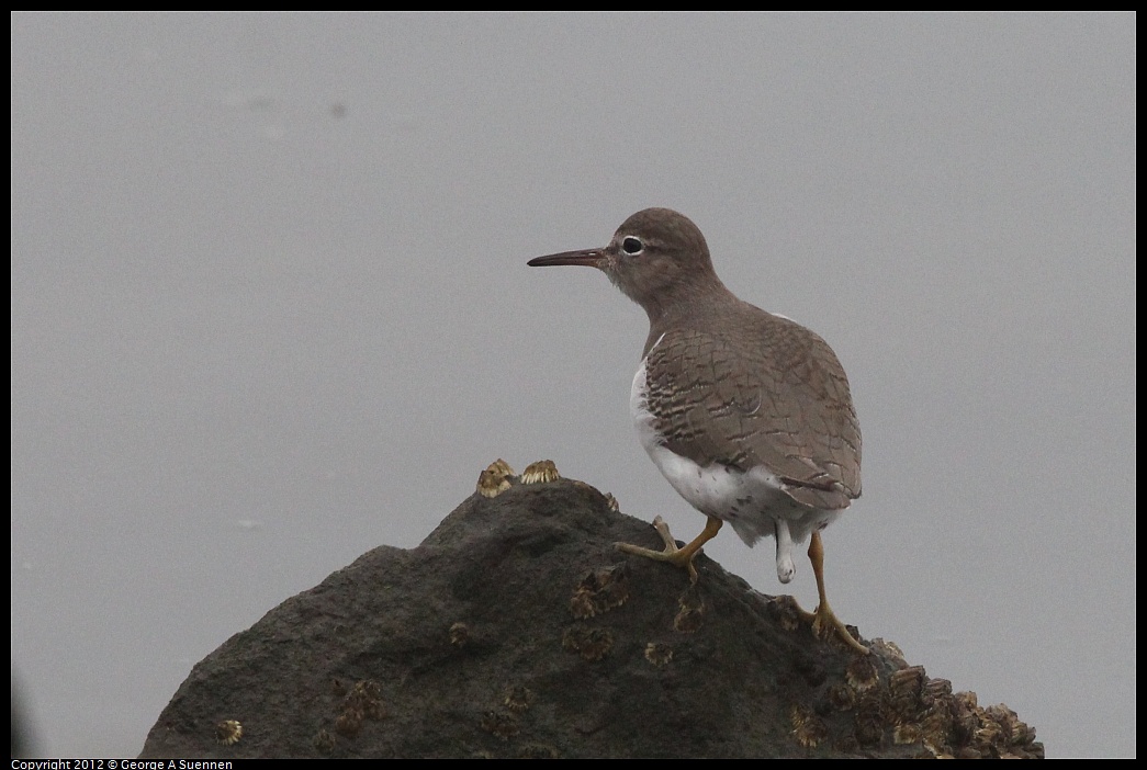 1030-075348-01.jpg - Spotted Sandpiper