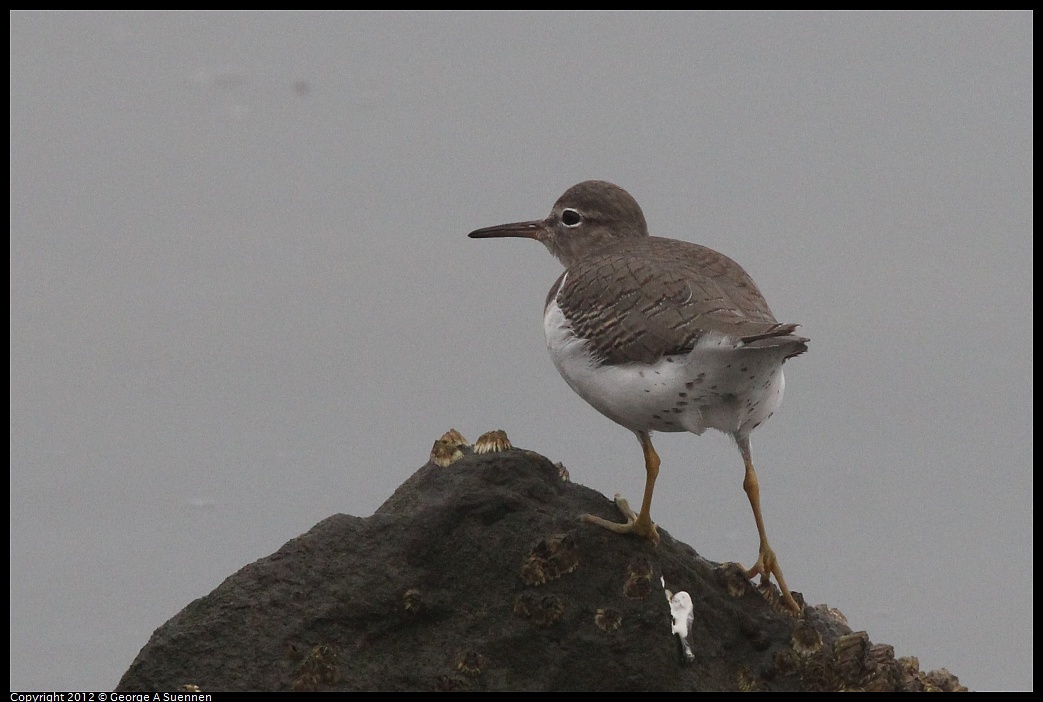 1030-075349-01.jpg - Spotted Sandpiper