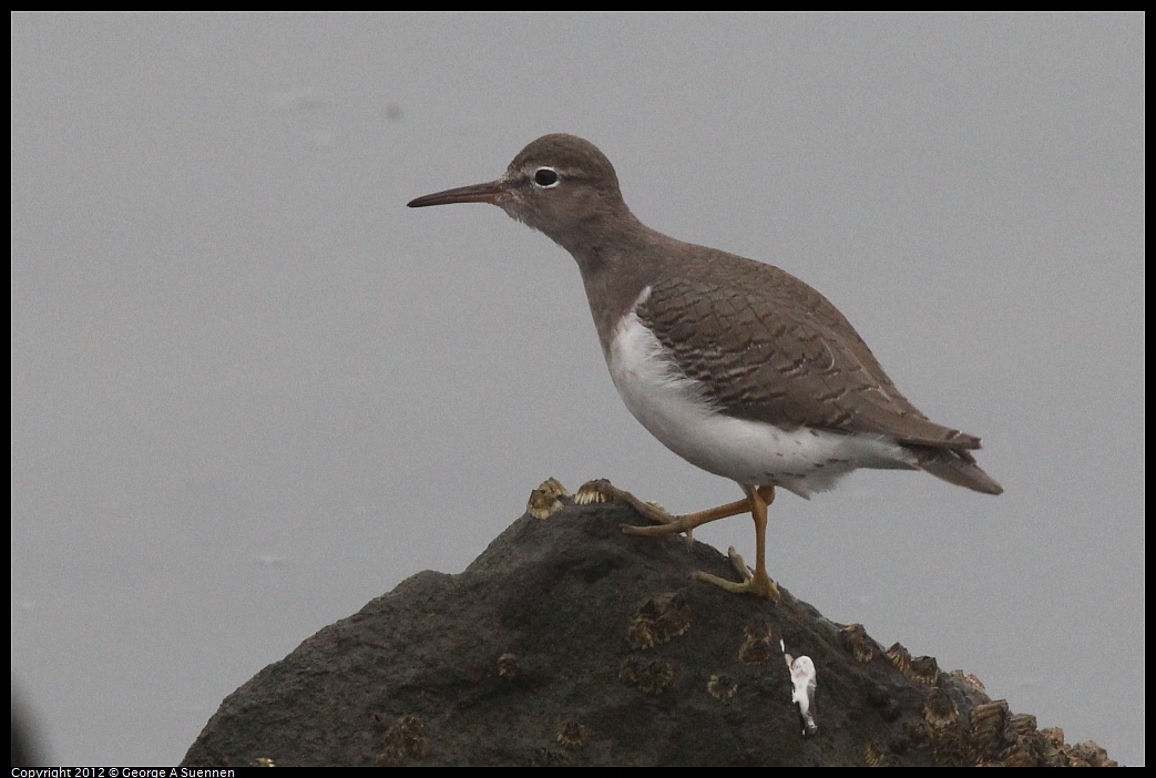 1030-075349-02.jpg - Spotted Sandpiper