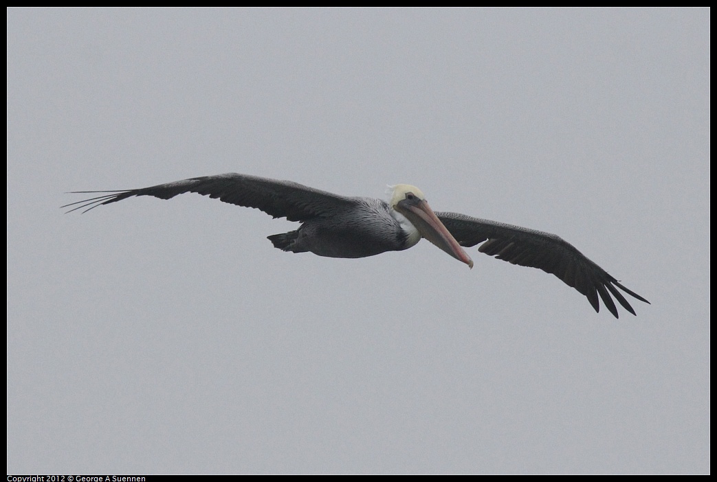 1030-075429-02.jpg - Brown Pelican