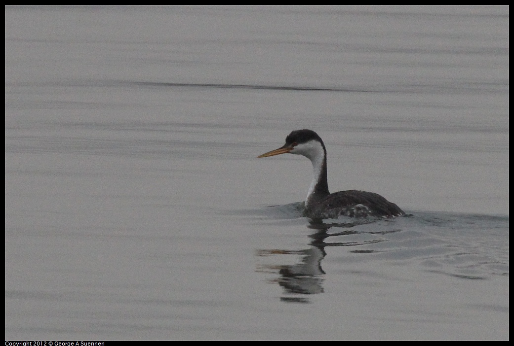 1030-075530-02.jpg - Western Grebe