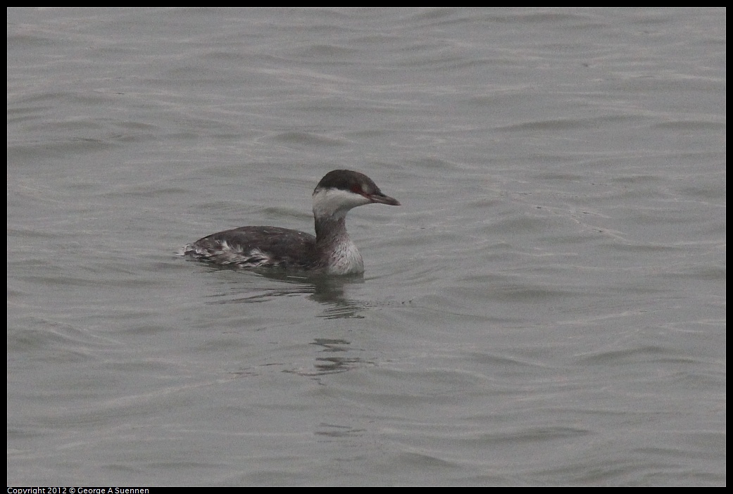 1030-080242-01.jpg - Horned Grebe