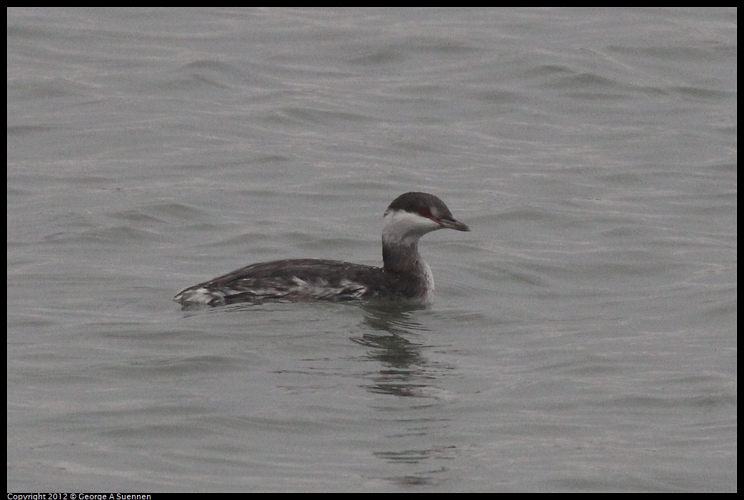 1030-080245-02.jpg - Horned Grebe