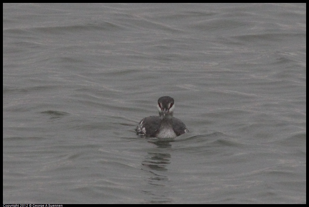 1030-080248-01.jpg - Horned Grebe