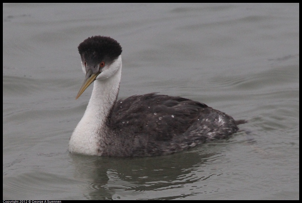 1030-080258-01.jpg - Western Grebe