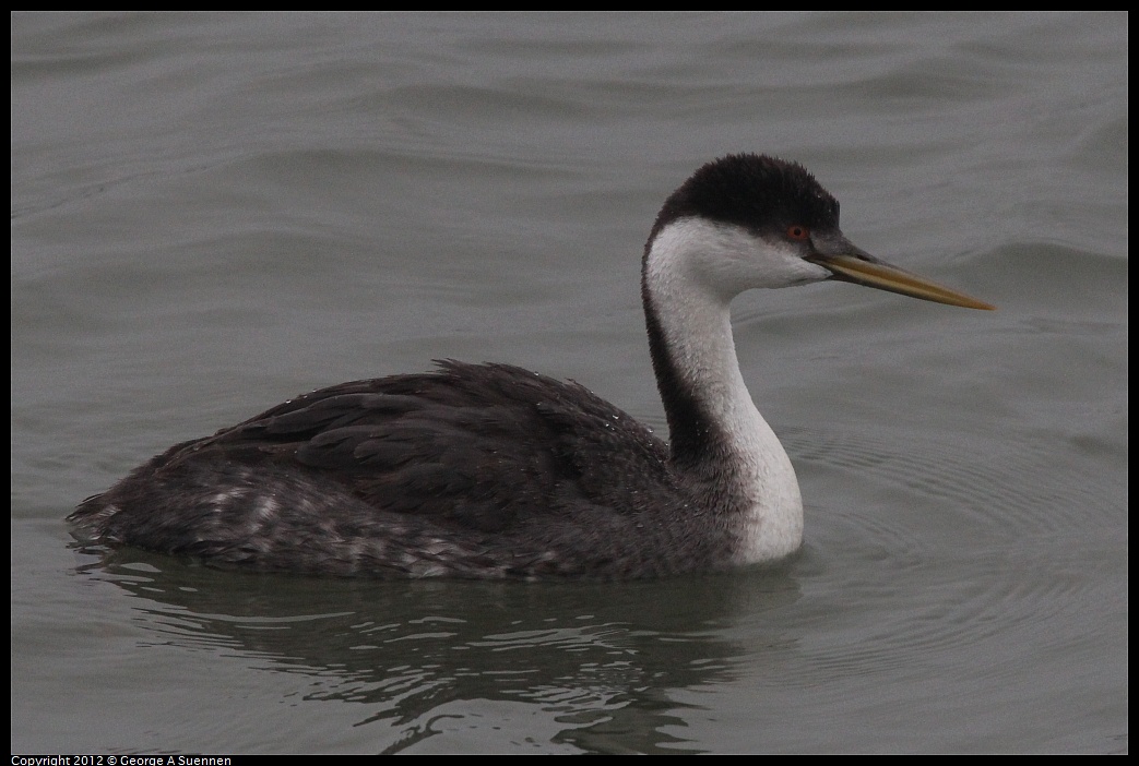 1030-080301-03.jpg - Western Grebe