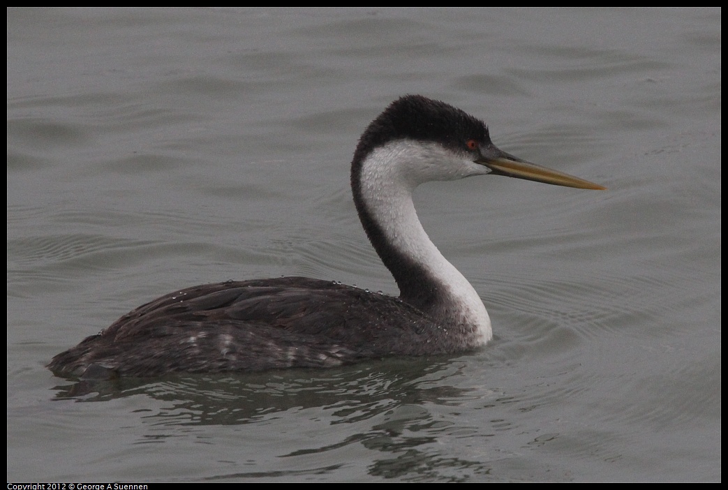 1030-080305-01.jpg - Western Grebe