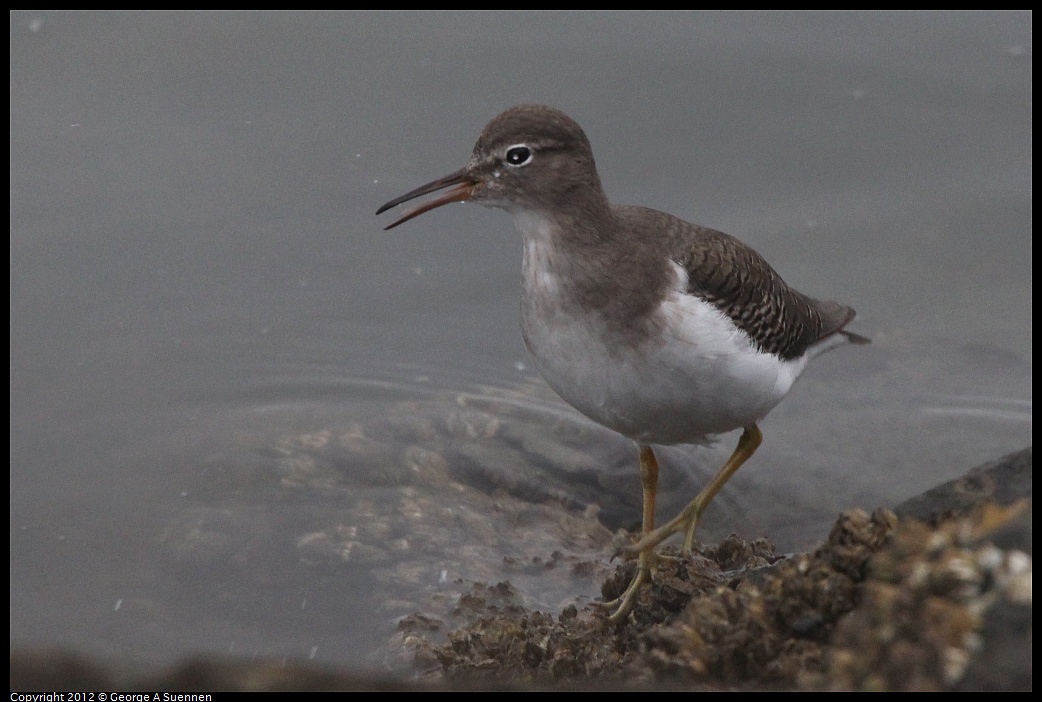 1030-080549-02.jpg - Spotted Sandpiper