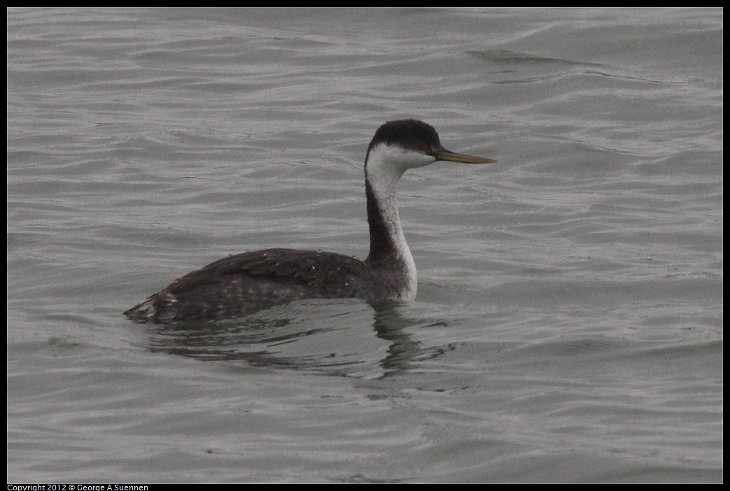 1030-080650-01.jpg - Western Grebe