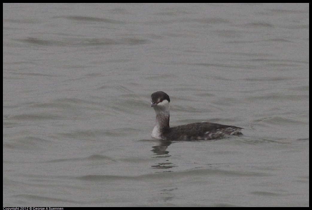 1030-080747-03.jpg - Horned Grebe