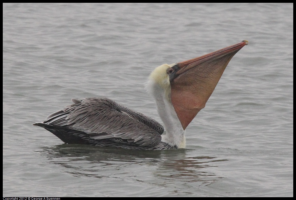 1030-080803-01.jpg - Brown Pelican