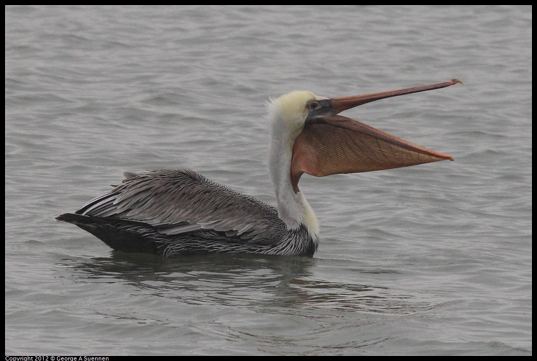 1030-080803-03.jpg - Brown Pelican