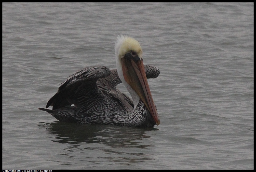 1030-080805-04.jpg - Brown Pelican