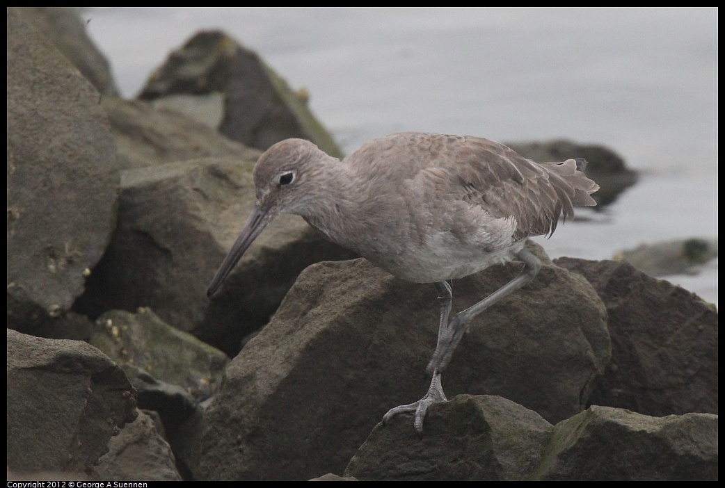 1030-080943-01.jpg - Willet