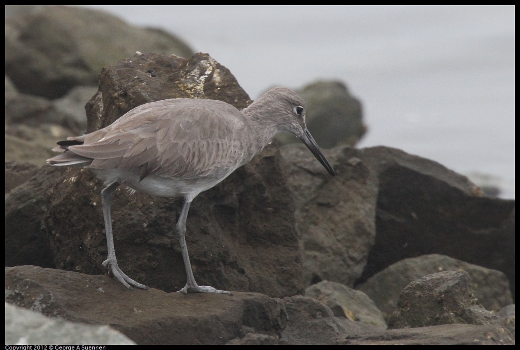 1030-080951-01.jpg - Willet