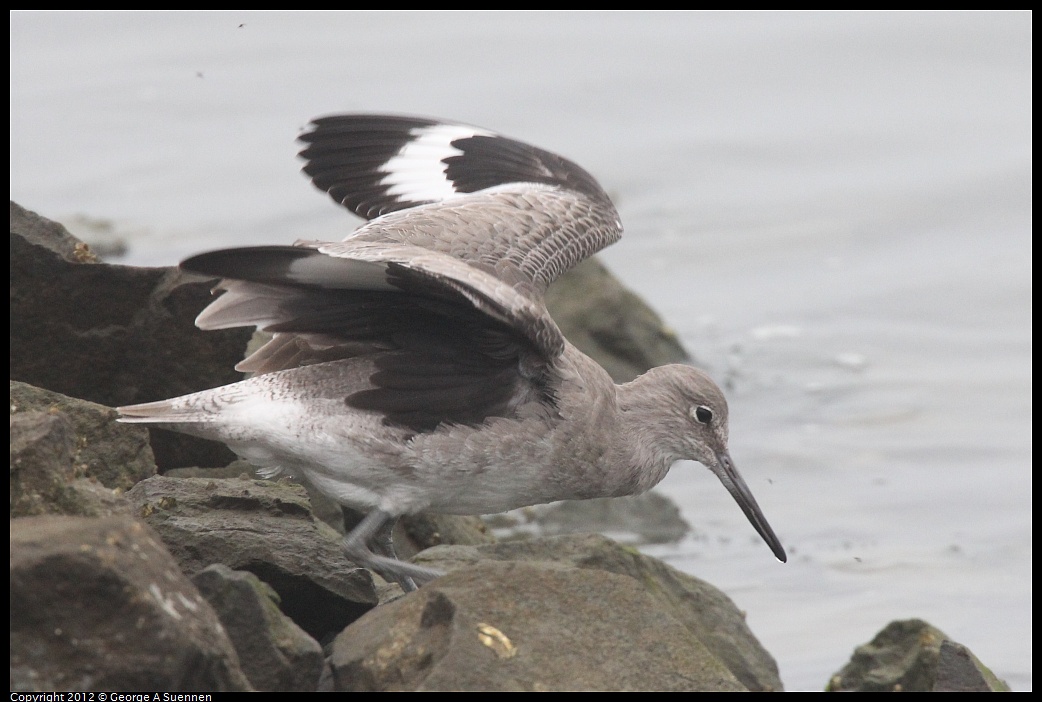 1030-080954-01.jpg - Willet