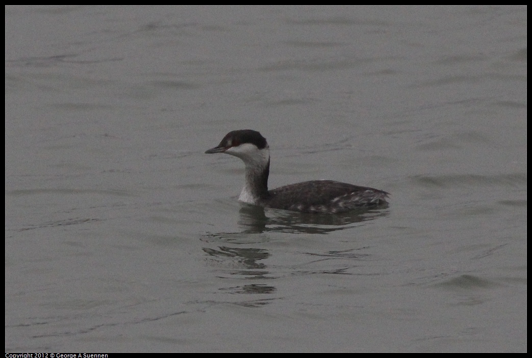 1030-081010-01.jpg - Horned Grebe