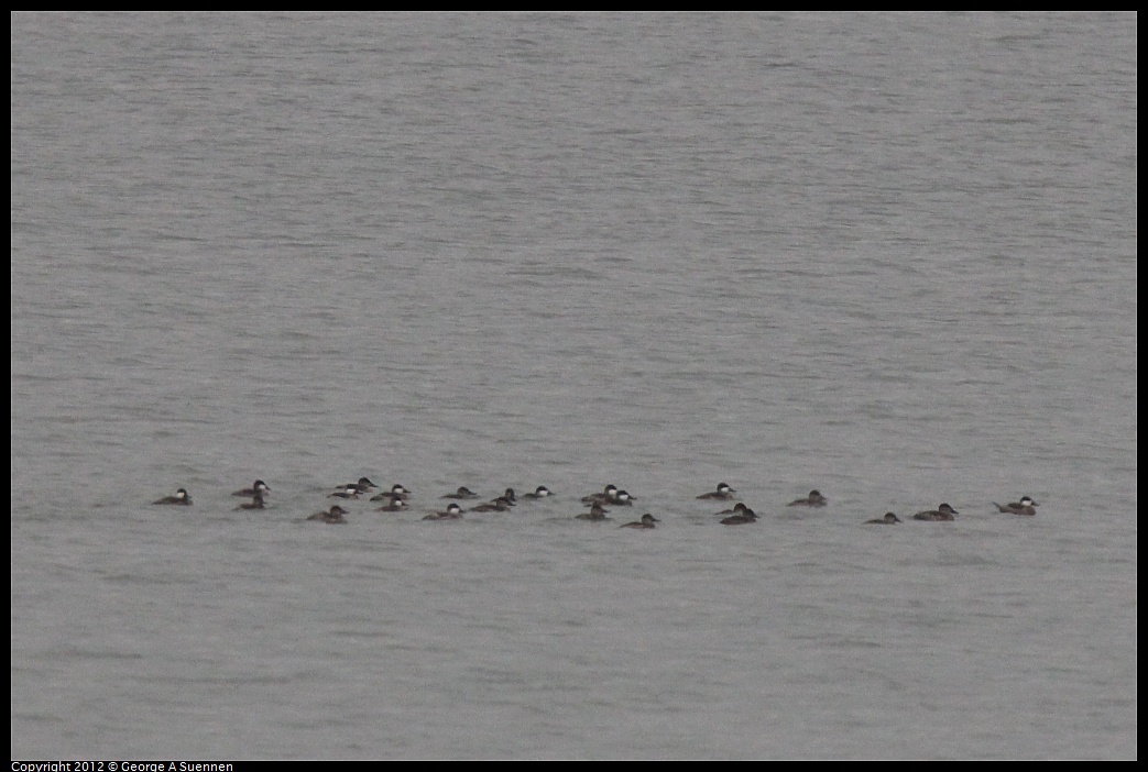 1030-081116-01.jpg - Ruddy Duck