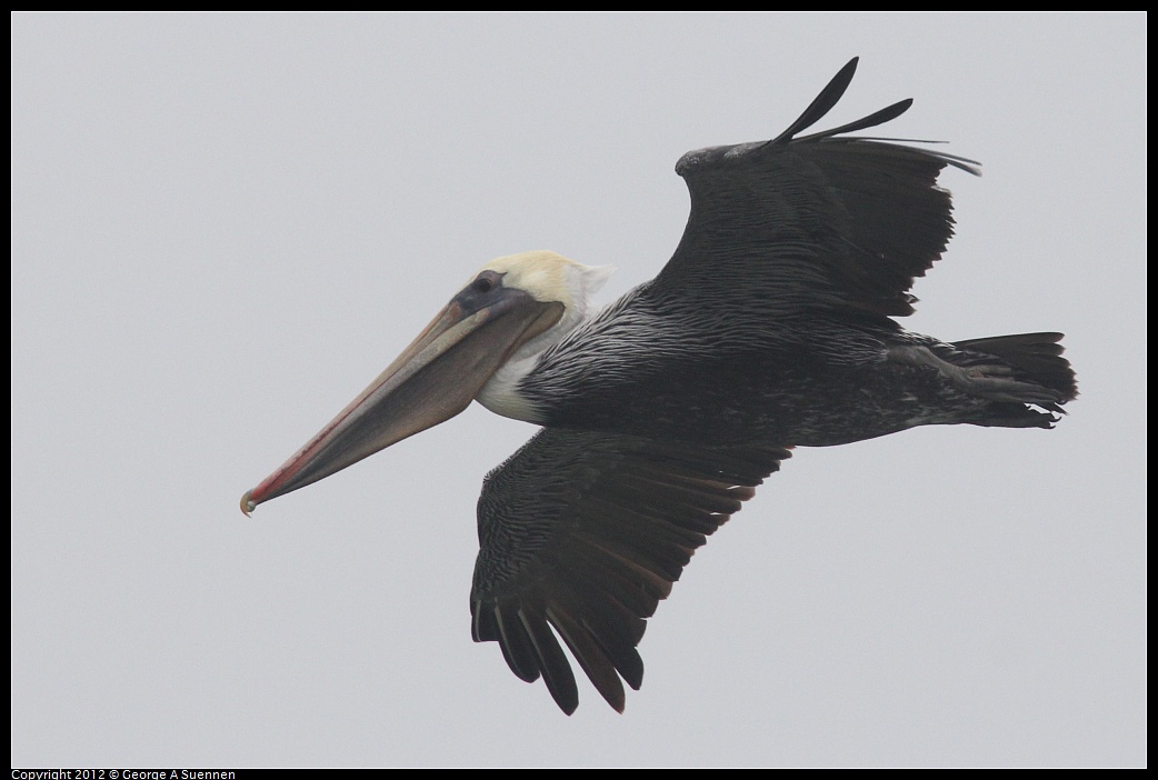 1030-082423-02.jpg - Brown Pelican