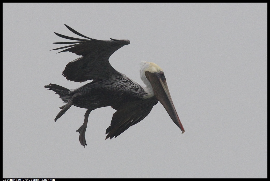 1030-082452-02.jpg - Brown Pelican