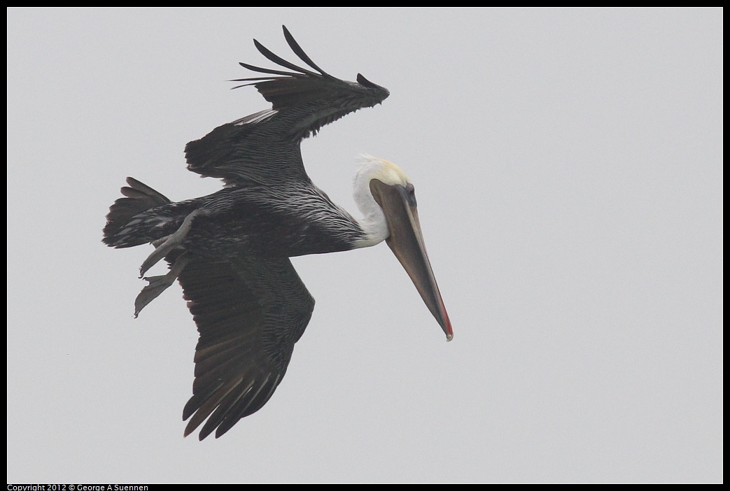 1030-082453-02.jpg - Brown Pelican