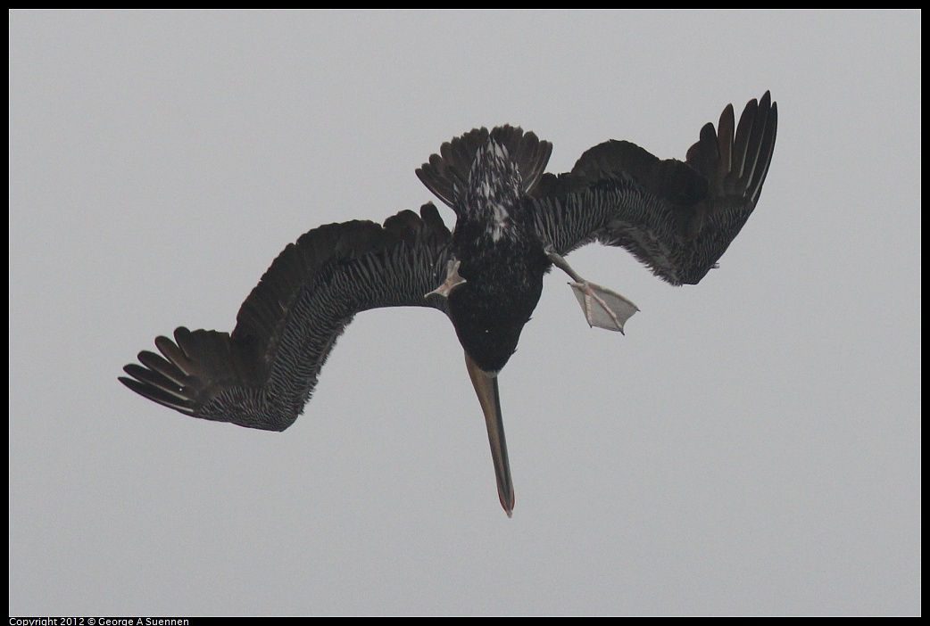 1030-082455-01.jpg - Brown Pelican