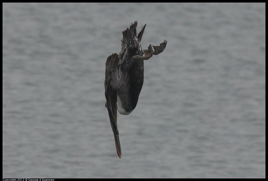 1030-082455-04.jpg - Brown Pelican