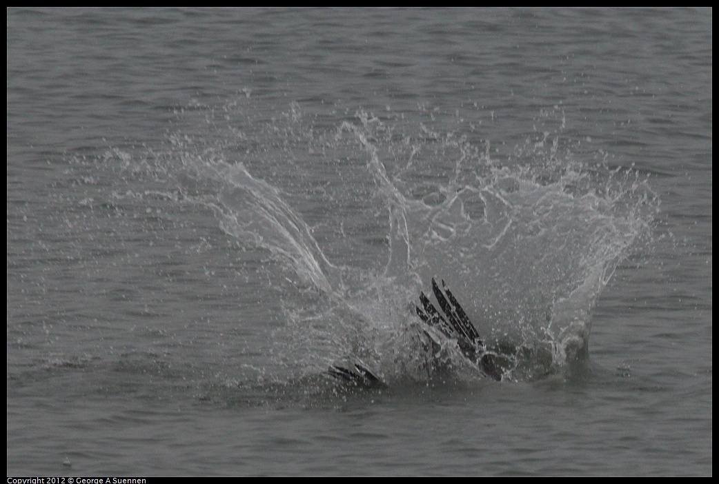 1030-082456-01.jpg - Brown Pelican