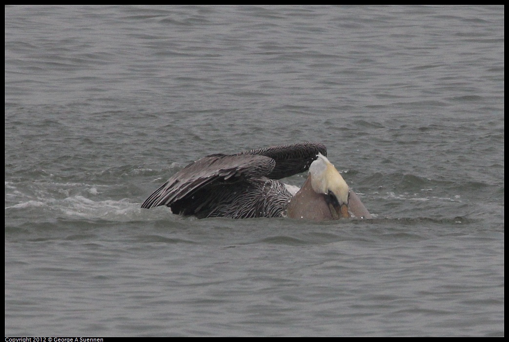 1030-082457-05.jpg - Brown Pelican