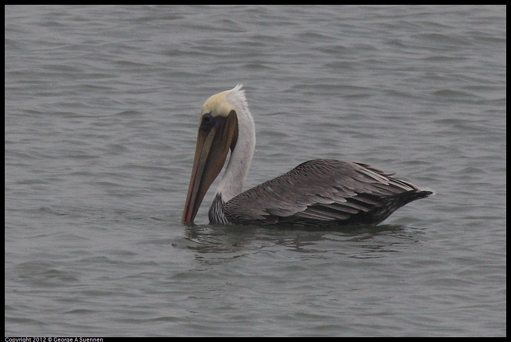 1030-082509-02.jpg - Brown Pelican