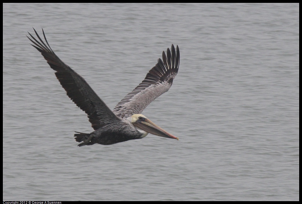 1030-082529-02.jpg - Brown Pelican