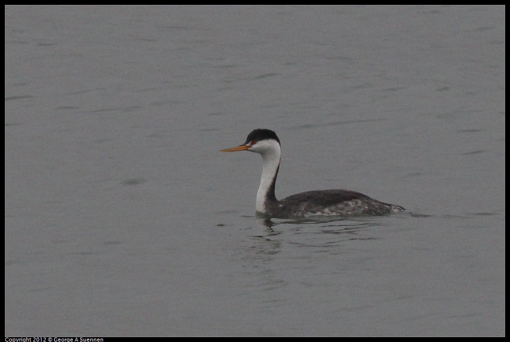 1030-082859-01.jpg - Clark's Grebe