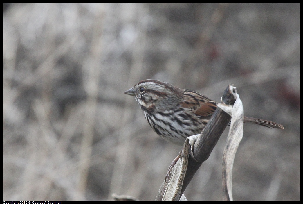 1030-083353-03.jpg - Song Sparrow