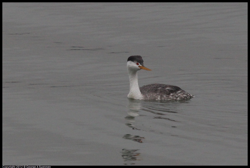 1030-083720-02.jpg - Clark's Grebe 