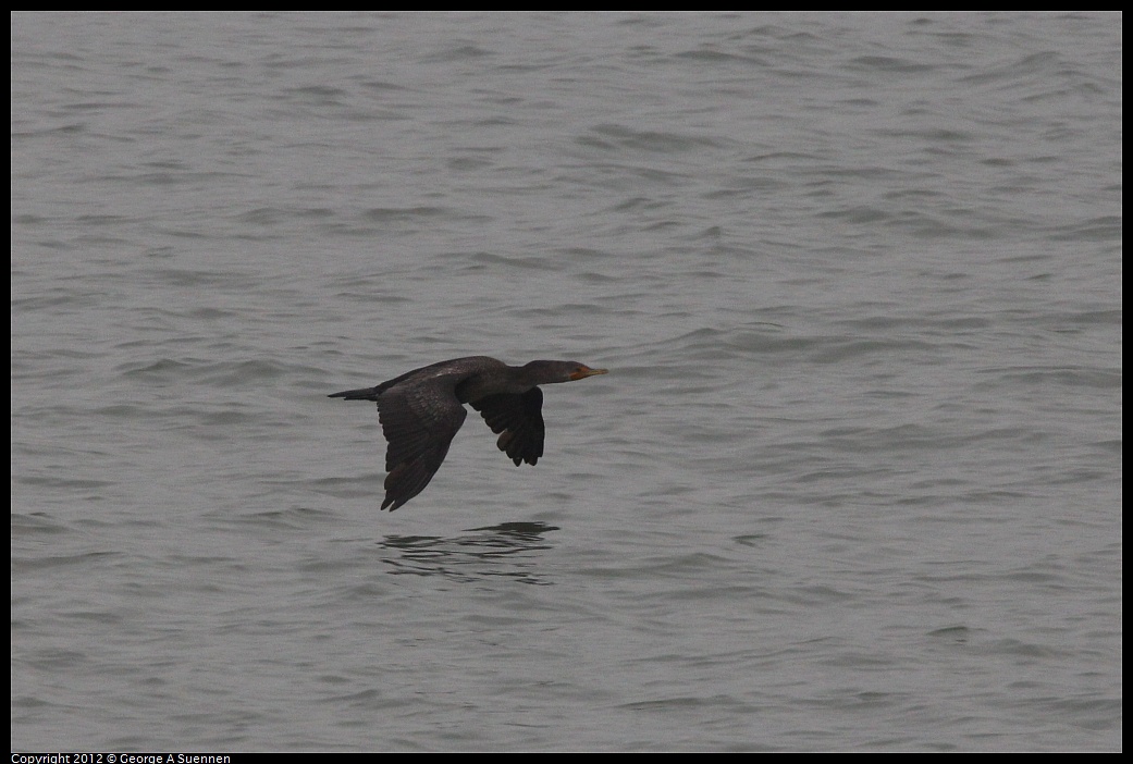 1030-083916-01.jpg - Double-crested Cormorant