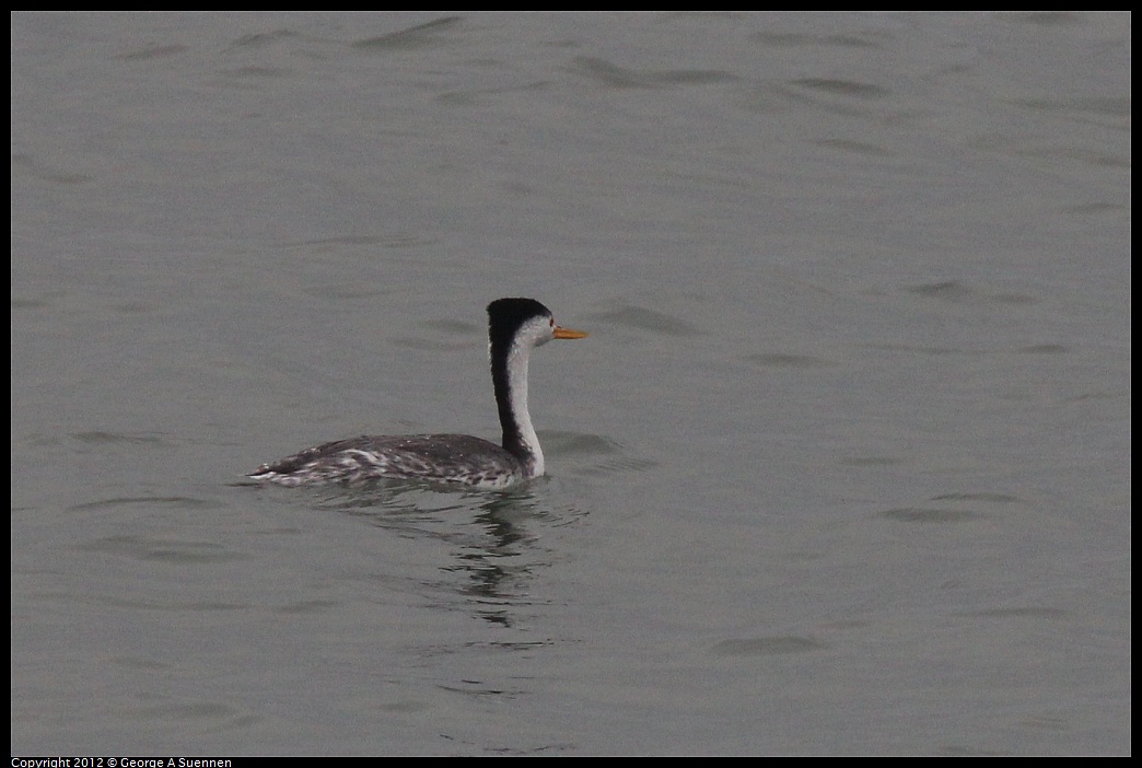 1030-084004-02.jpg - Clark's Grebe