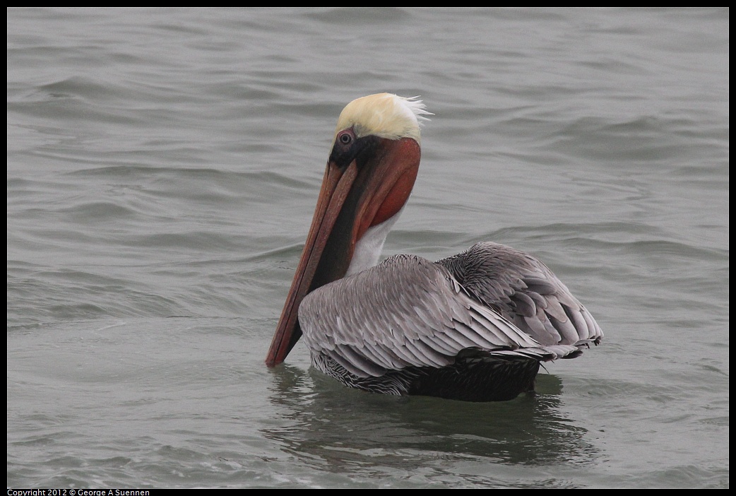 1030-084406-01.jpg - Brown Pelican