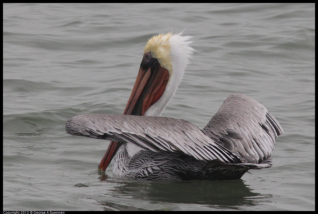 1030-084415-01.jpg - Brown Pelican