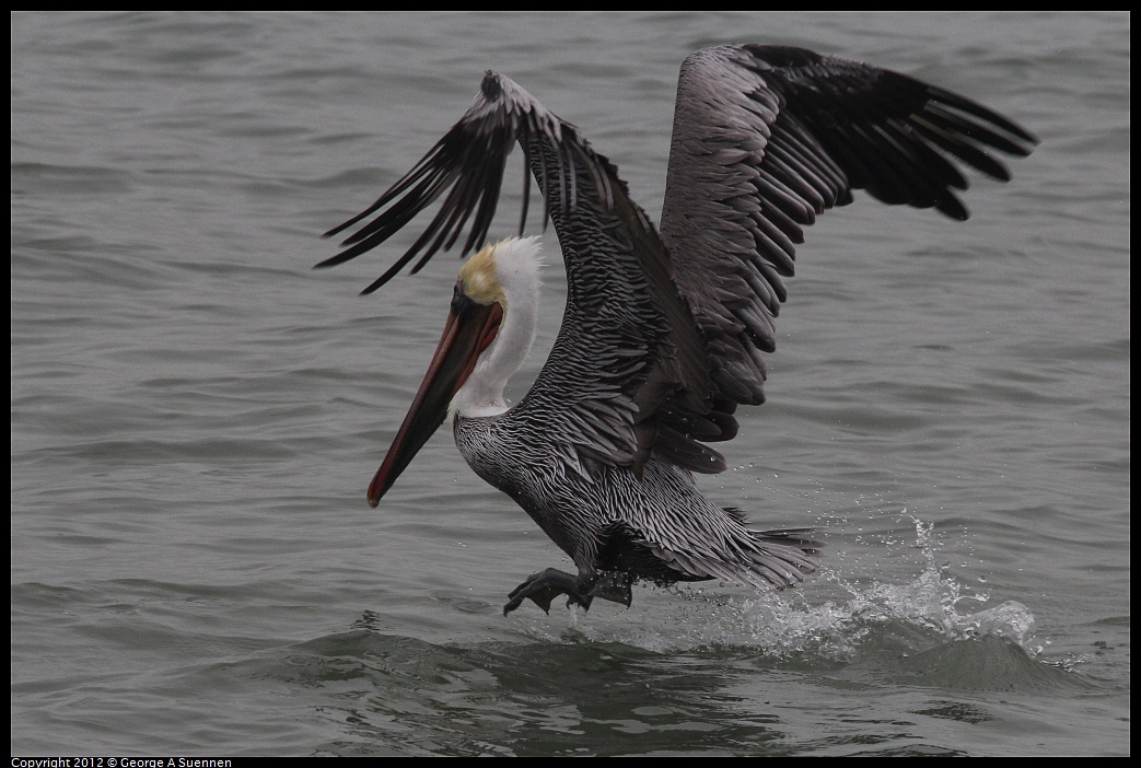 1030-084416-02.jpg - Brown Pelican