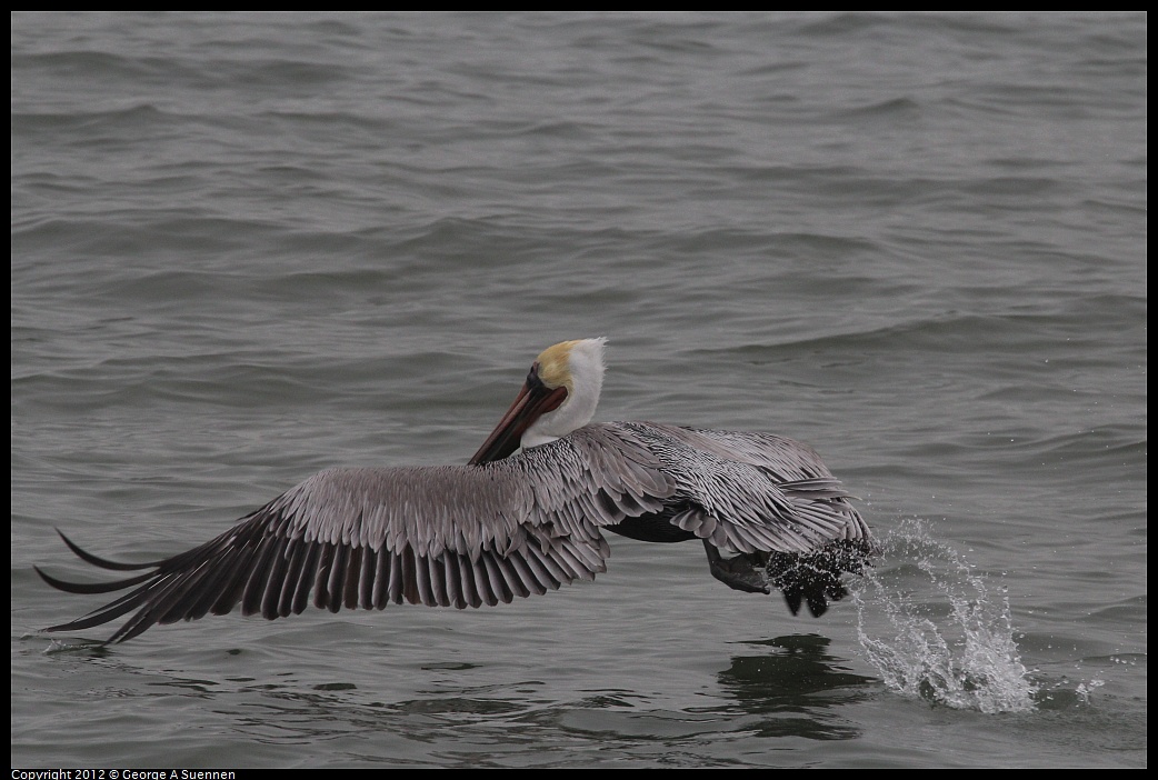 1030-084417-02.jpg - Brown Pelican