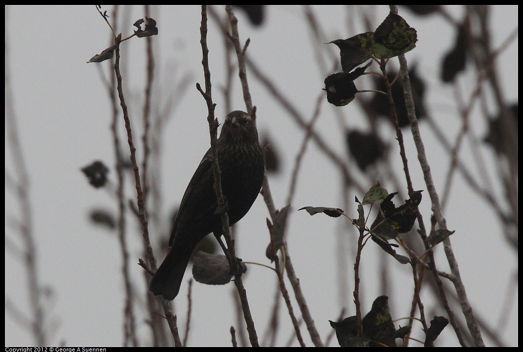 1030-085000-01.jpg - Red-winged Blackbird