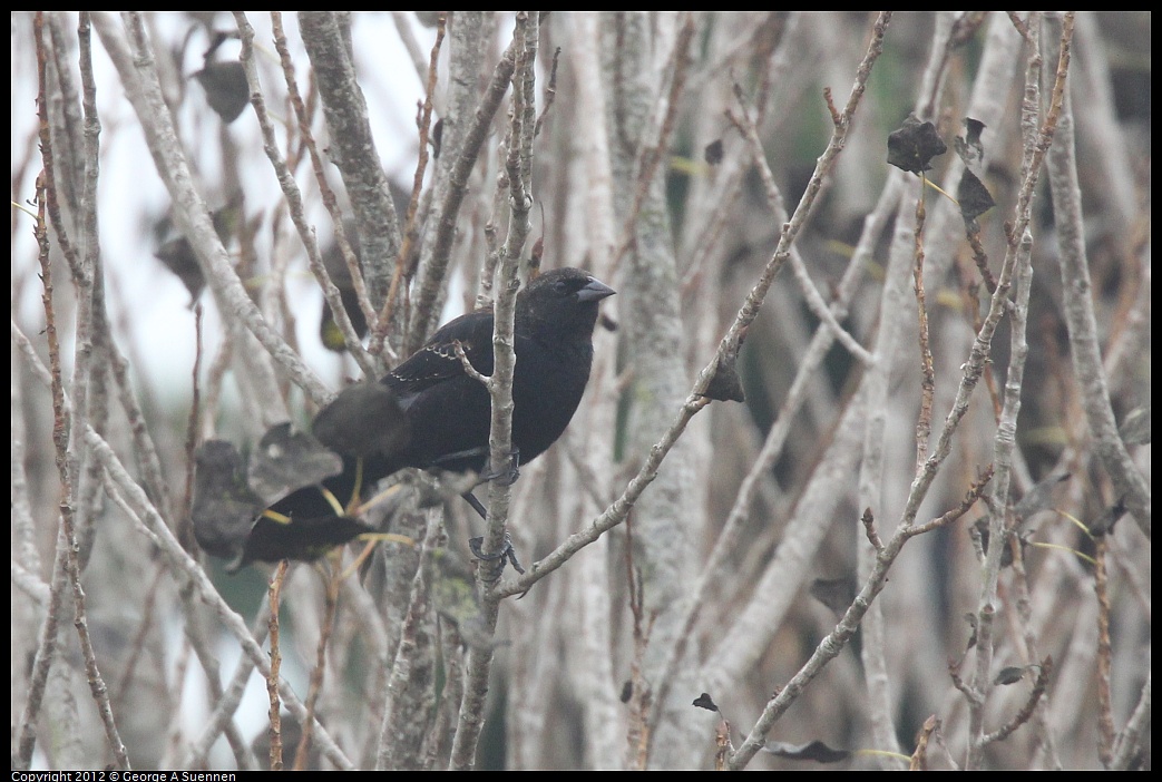 1030-085012-01.jpg - Red-winged Blackbird