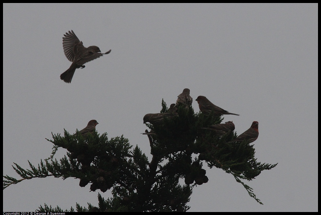 1030-085306-01.jpg - House Finch