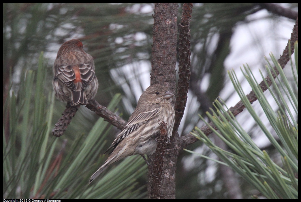 1030-085508-02.jpg - House Finch