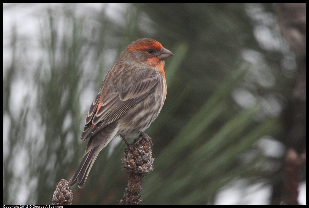 1030-085543-05.jpg - House Finch