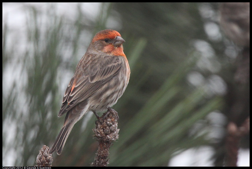 1030-085546-02.jpg - House Finch