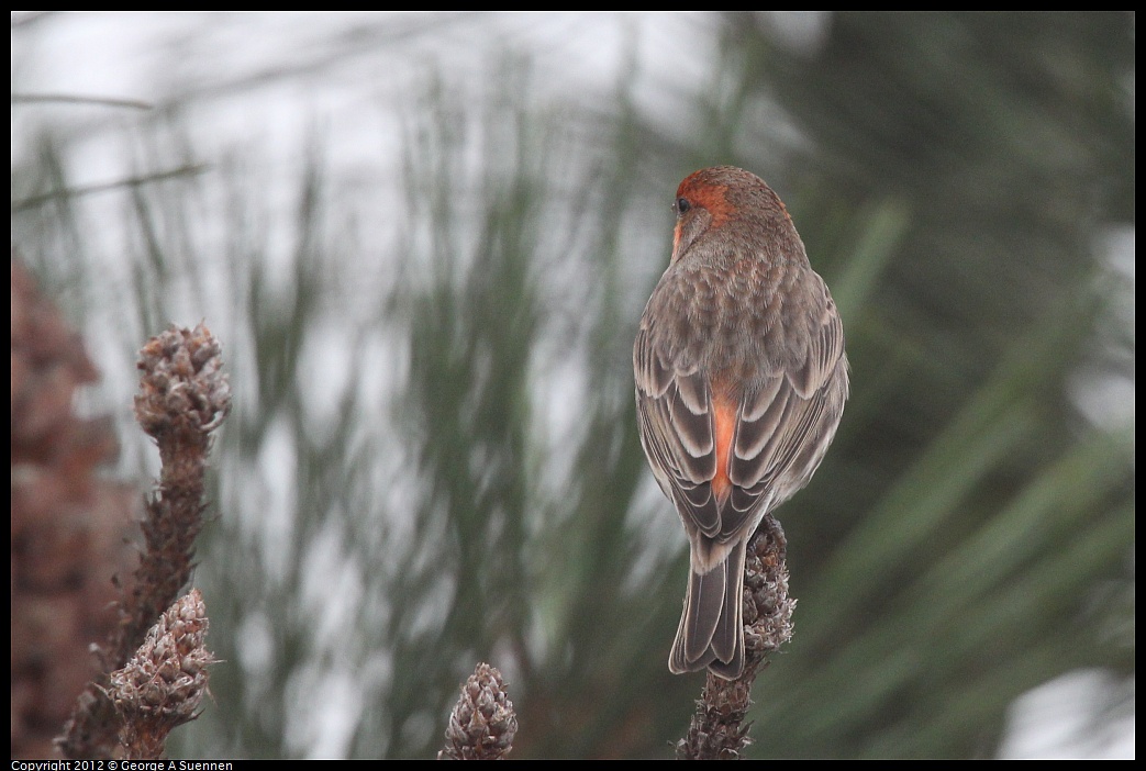 1030-085550-01.jpg - House Finch