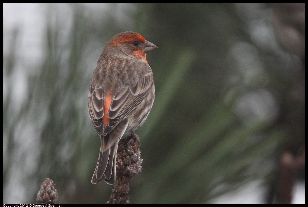 1030-085554-01.jpg - House Finch