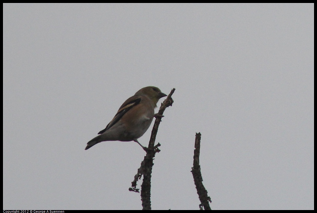 1030-085853-01.jpg - American Goldfinch